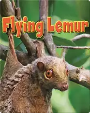 Flying Lemur
