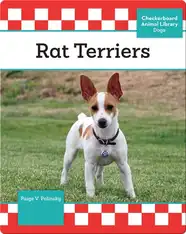 Rat Terriers