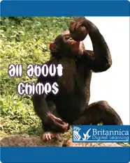 All About Chimps