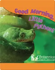 Good Morning, Little Python!