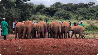 My Heartwarming Visit to an Elephant Orphanage book