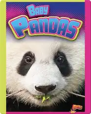 Baby Pandas