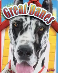 Great Danes