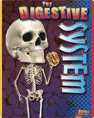 The Digestive System