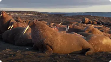 Walruses and Other Sea Animals Enjoy Plenty During Arctic Summers book