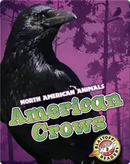 American Crows