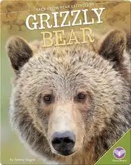 Grizzly Bear