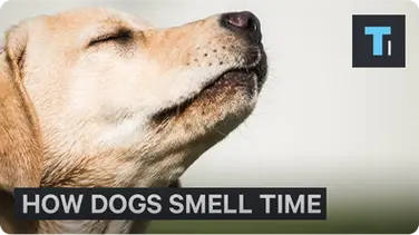 How Dogs Can Tell Time With Their Nose book