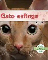 Gato esfinge
