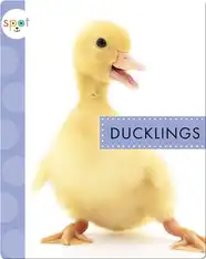 Baby Farm Animals: Ducklings