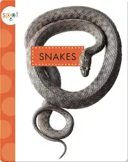 Backyard Animals: Snakes