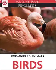Endangered Animals: Birds