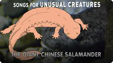 Songs for Unusual Creatures: The Giant Chinese Salamander book