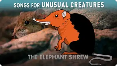 Songs for Unusual Creatures: The Elephant Shrew book