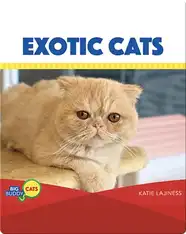 Exotic Cats