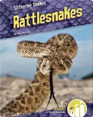RattleSnakes