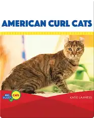 American Curl Cats