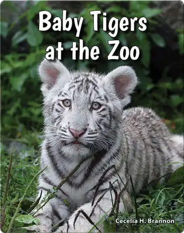 Baby Tigers at the Zoo book