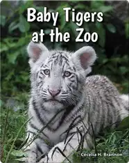 Baby Tigers at the Zoo