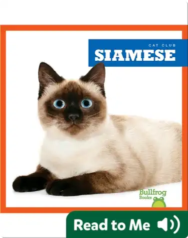 Cat Club: Siamese book