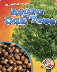 Beginning to End: Acorn to Oak Tree