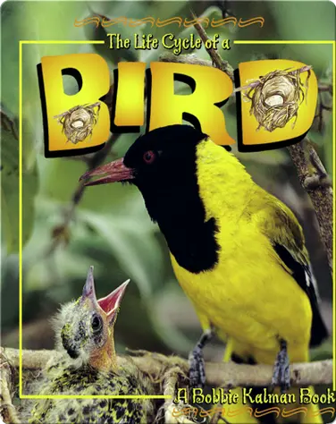 The Life Cycle of a Bird book