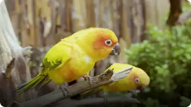 The Feet on These Vocal Little Birds Make Them Outstanding Climbers book