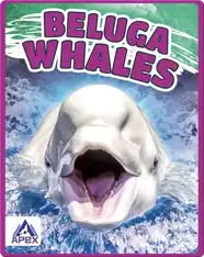 Giants of the Sea: Beluga Whales