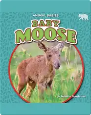 Animal Babies: Baby Moose