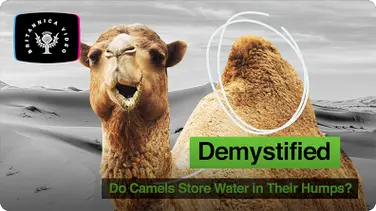 Demystified: Do Camels Store Water in Their Humps book