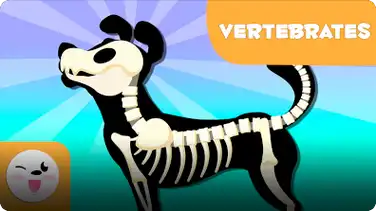 Smile and Learn Animals: Vertebrates (Introduction) book