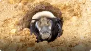 Deep Look: This Bee Builds Sandcastles at the Beach