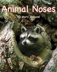 Animal Noses