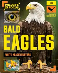 Bald Eagles: White-Headed Hunters