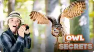 Owl Secrets: The Night Ninjas Of The Dark!