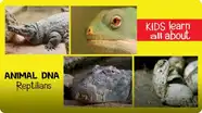 Animal DNA - Reptilians