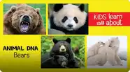 Animal DNA - Bears