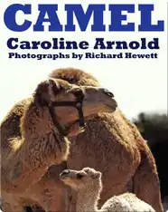 Camel