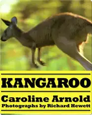 Kangaroo