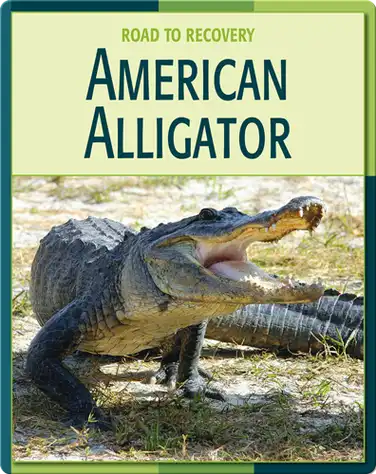 Road To Recovery: American Alligator book