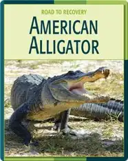 Road To Recovery: American Alligator