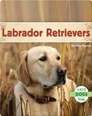Labrador Retrievers