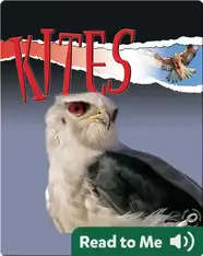 Raptors: Kites