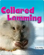 Collared Lemming