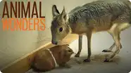 Interspecies Relationships