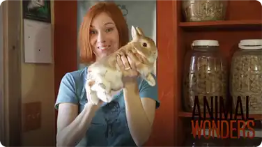 How To Hold A Rabbit book