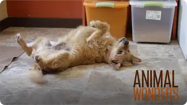 Training #1: Law of Effect book