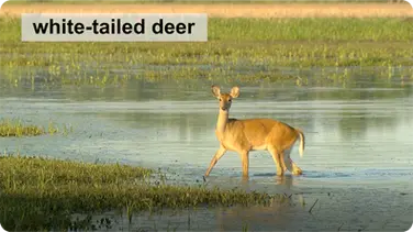 Deer book