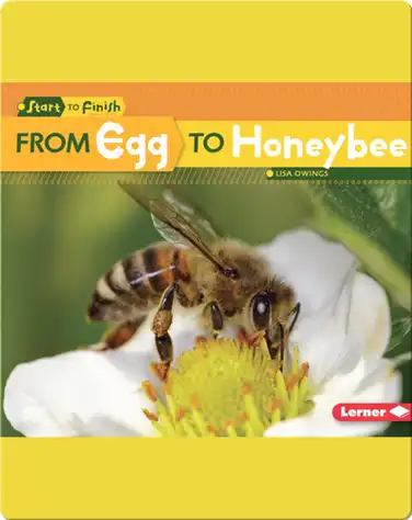 From Egg to Honeybee book