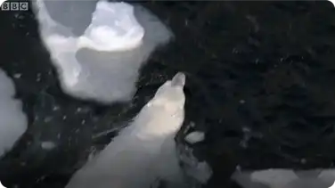 Swimming Great Male Polar Bear - BBC Planet Earth book